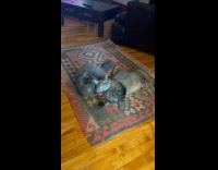 Cat licks head of cat on floor