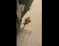 Brown white puppy dog poops floor girl 