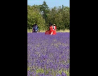 Collab IITW - Person orange dress photoshoot at lavender field