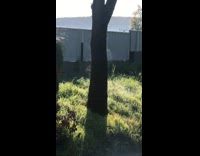 Tree releases smoke and steams from the heat of the sunlight at the yard