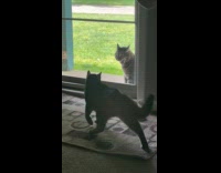 Neighbor cat growling at submitters window