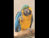 Parrot Inside Aviary Slowly Waves at Man