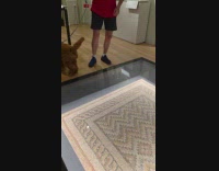 Brown dog nervously walk on glass floor