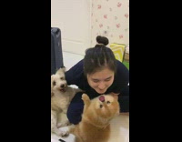 Girl leans down brown dog licks face