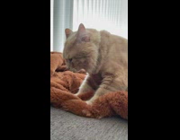 Cat kneads orange blanket 