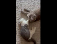 Kitten knead and groom the adult cat