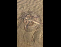 Jellyfish on shallow water four rings beach