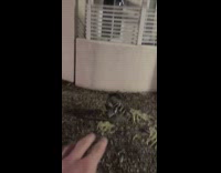 Man sees racoon walking using front paws 