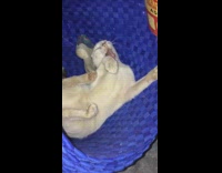 White cat yellow eyes sleeps blue basket 