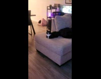 Clips MPUGC - Cat watching spinning cat on rave music 