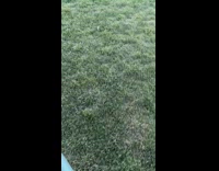 Husky dog lay on grass blue leash