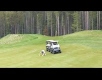Guy jumps two golf cart roofs fail 