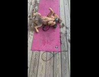 Golden retriever puppy rolls around on yoga mat 