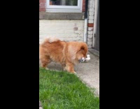 Fluffy dog walks with plushy on mouth