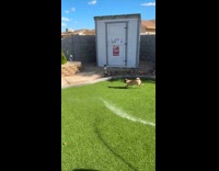 Dog runs around chase water from hose