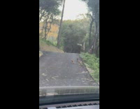 Collab KaleSaladIG - Baby coyotes run around hill 