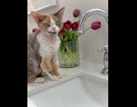 Curious cat touch water drip from faucet