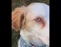 White brown dog has light blue eyes