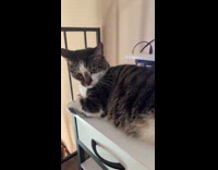 Angry cat tail on laptop