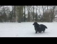 Collab DailyDoseOfInternet - Black dog jumps and bites snowball 