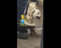 a dog in a white back sitting on skate board