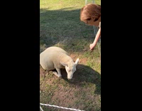 Woman tries feeding sheep both got shocked