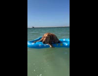 Dog on floatie enjoys under the sun