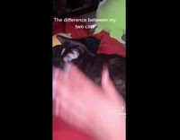 Collab BitchMP - Difference between how two cats sit