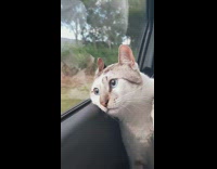Cat leans against car window and looks out window