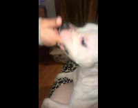 Dog plays tug of war with womans fingers