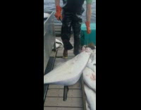 Green shirt guy catches grey halibut fish 