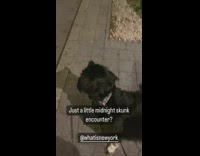 Dog barks at skunk 