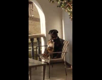 Collab DailyDoseOfInternet - Cat knead on dog chest sit chair