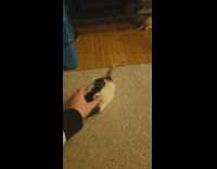 Owner massage back of rat wag tail