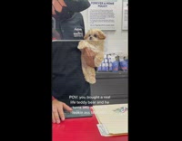 Little puppy growing up hair gets shaggy and messy