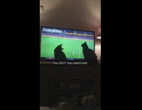 Woman yells at her black cat to stop touching the tv screen 