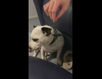 Dog sitting on floor by couch eats treats 