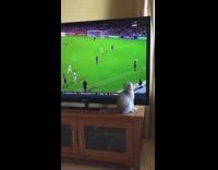 [Third Party] Collab AnimalsDT - Cat Chasing Soccer Ball On Tv Screen