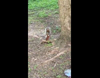 Collab WINY - Squirrel Holds Chocolate Bar and Nibbles on it