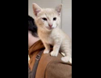 Man cook in kitchen kitten on shoulder