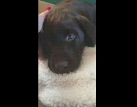 Girl pets brown puppy dog red polish 