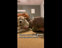 Collab dogIG_default - Lady Comforts her Sad Pet Dog on Floor