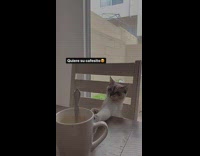 Kitten tries to grab mug 