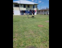 Dog run around play backyard mound of dirt