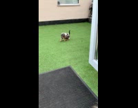 Puppy wears fluffy jammies the first time