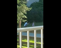 Woman film little girl dance play backyard