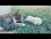 Two pet cat sniffs the two rat on the grass