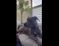 Dog howls and joins to Happy Birthday