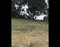 Guy rides bicycle grass hill dog fail 