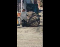Guy rolls giant bean bag on sidewalk
